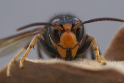 Vespa velutina / Szerszeń azjatycki