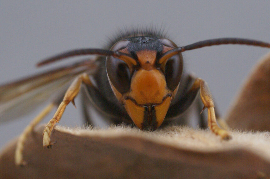 Vespa velutina / Szerszeń azjatycki