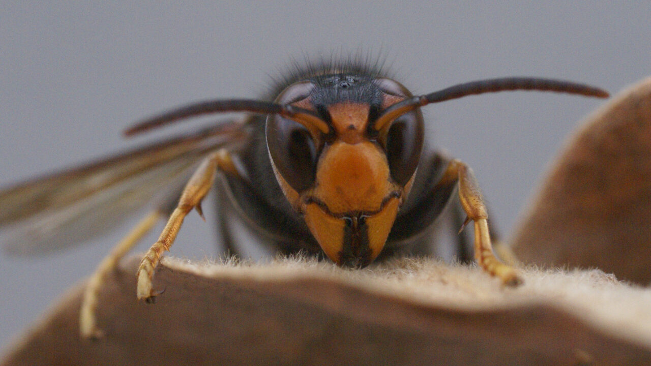 Vespa velutina / Szerszeń azjatycki